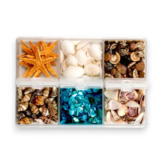 Seashell Variety Set