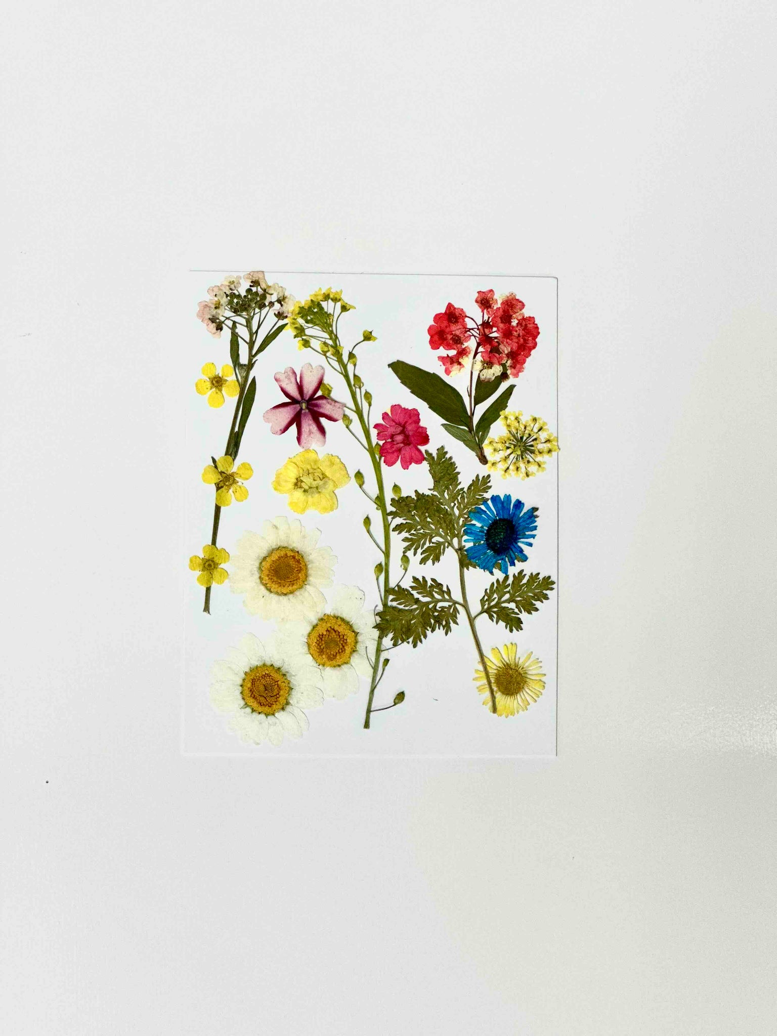 pressed flowers, included in uv resin kit